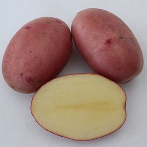 balatoni rózsa vetőburgonya