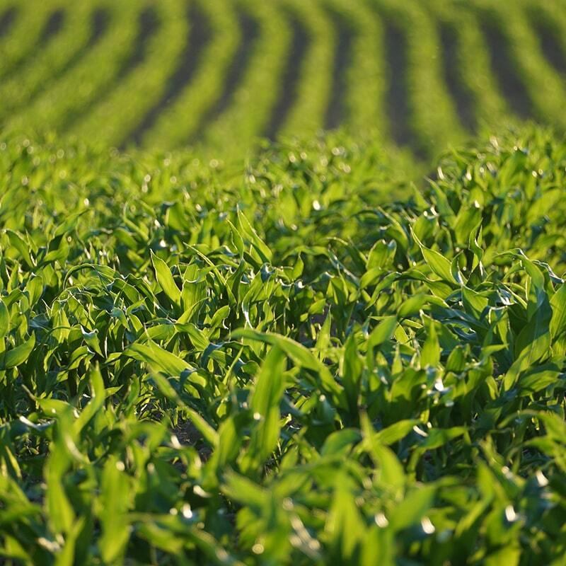 szántóföldi növénytermesztés